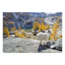 Buscar cabras alpinas posters Vida silvestre