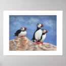 Buscar aves marinas posters Animales