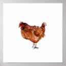 Buscar gallinas posters Ave