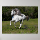 Buscar cola de caballo posters Raza