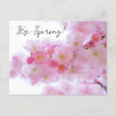 Buscar flor de cerezo postales Para todos