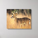 Buscar ciervo lienzos Antángulos