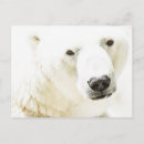 Buscar polarizado postales Animal