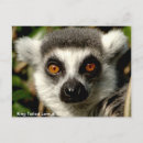 Buscar lemur postales Divertido