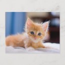 Buscar ojos azules postales Animales domésticos
