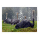 Buscar ostriches tarjetas Naturaleza