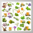 Buscar plantas medicinales posters Hierbas