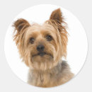Buscar yorkshire terrier pegatinas Yorquías