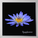 Buscar lirio azul posters Para ella