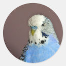 Buscar parakeet pegatinas Budgerigar