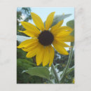 Buscar mexicanas postales Plantas