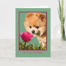 Buscar perro pomeranian tarjetas Perros