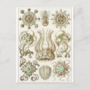 Buscar haeckel postales Biología
