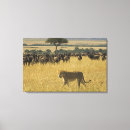 Buscar masai lienzos Naturaleza