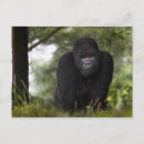 Buscar dorso postales África