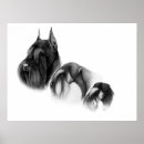 Buscar schnauzer miniatura posters Perrito