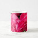 Buscar camelia tazas Rosa