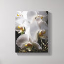 Buscar orquídeas blancas lienzos Flores