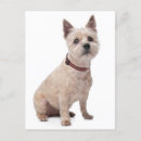 Buscar cairn terrier postales Cachorro