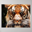 Buscar ojos del tigre posters Felino
