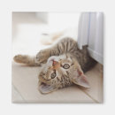 Buscar pelo animal imanes Gato