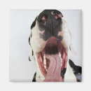 Buscar great dane imanes Tiro del estudio