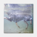 Buscar pierna imanes Perro