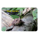 Buscar sapo imanes Humor