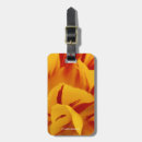 Buscar tulipanes rojos y amarillos Fotografía floral