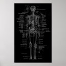 Buscar anatomy arte Skeleton