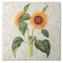 Buscar girasoles azulejos Naturaleza