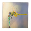 Buscar libélula colorida azulejos Naturaleza