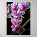 Buscar orquídea púrpura posters Verano
