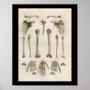 Buscar esquelético posters Anatomía