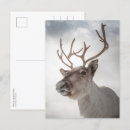 Buscar renos postales Noruega