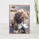 Buscar shihtzu tarjetas Cachorro