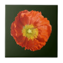 Buscar amapola azulejos Naranja