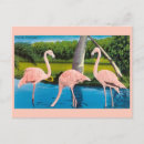 Buscar flamingos postales Estados unidos de américa