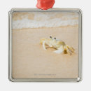 Buscar cangrejo adornos Naturaleza