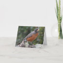 Buscar robin tarjetas Bosque