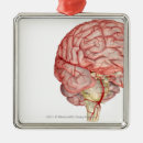 Buscar representación adornos Horizontal