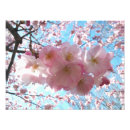 Buscar cerezas fotografía Para ella