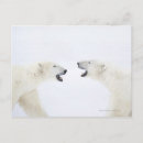 Buscar osos polares postales Naturaleza