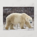 Buscar ursus maritimus Ártico
