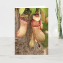 Buscar carnívoro tarjetas Planta