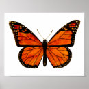 Buscar dibujo de la mariposa posters Para todos