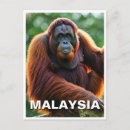 Buscar orangután postales Sumatra