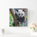Buscar oso panda gigante de relojes de pared Chengdu