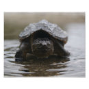 Buscar rotura fotografía Tortuga