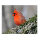 Buscar macho fotografía Cardenal